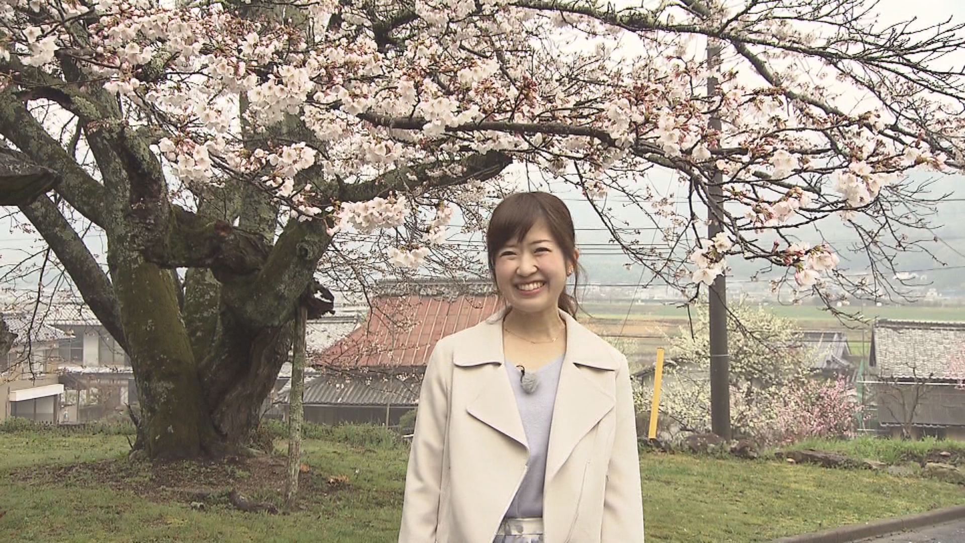 総社市 倉敷市真備町 桜開花 散策しながら楽しみたいお花見スポット Kctトクもりっ