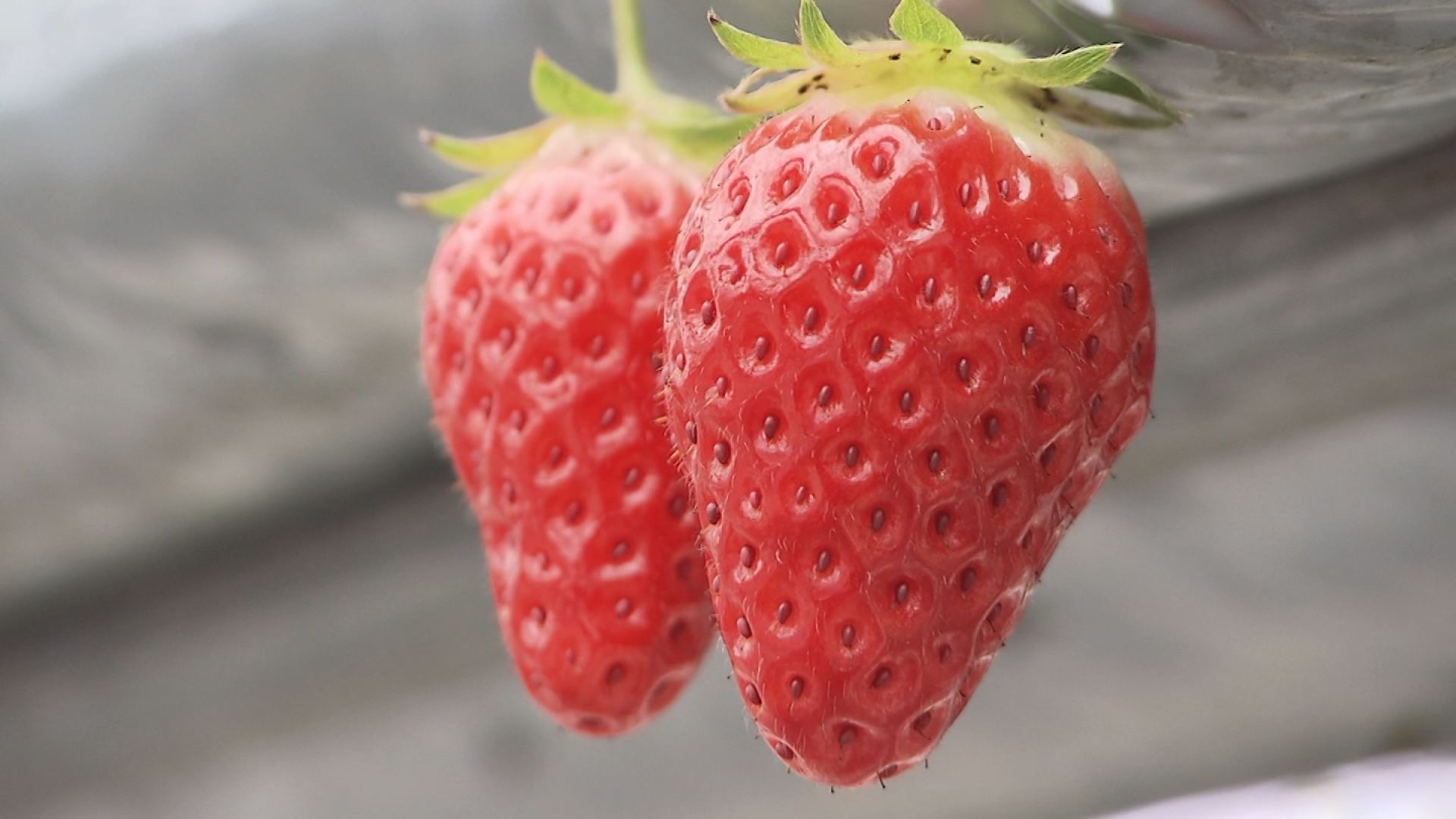 倉敷周辺でイチゴ狩りが体験できるスポット５選 22年版 Kctトクもりっ