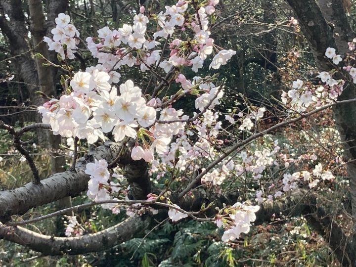 お花見はまだ 倉敷市の桜の名所 酒津公園 足高山の開花状況を調査 Kctトクもりっ