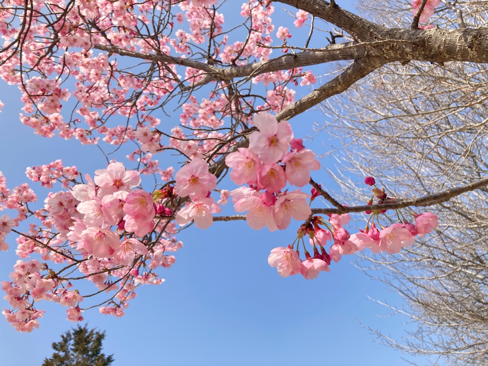 お花見はまだ 倉敷市の桜の名所 酒津公園 足高山の開花状況を調査 Kctトクもりっ