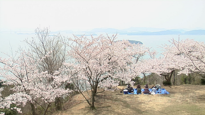 倉敷周辺の桜開花状況 おすすめ花見スポットまとめ Kctトクもりっ