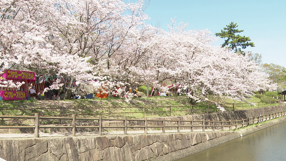 倉敷周辺の桜開花状況 おすすめ花見スポットまとめ Kctトクもりっ